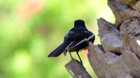 Das-Orientalische-Elsternrotkehlchen-Ist-Ein-In-Thailand-Sehr-Verbreiteter-Sperlingsvogel,-In-Dem-Er-überall-Zu-Sehen-Ist