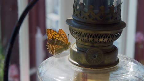 Butterfly-sittning-on-oillamp-inside