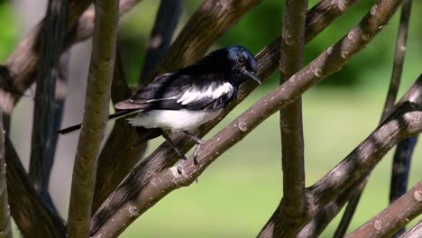 The-Oriental-magpie-robin-is-a-very-common-passerine-bird-in-Thailand-in-which-it-can-be-seen-anywhere