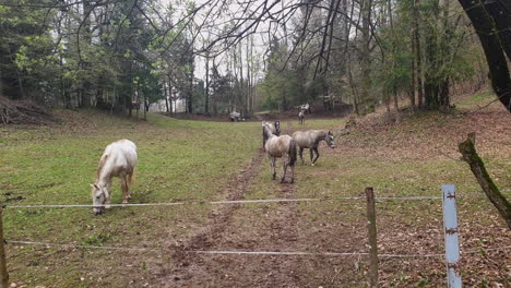 Horses-in-a-fenced-forest-pasture