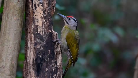 The-Grey-headed-Woodpecker-is-also-called-the-Grey-faced-woodpecker-is-found-in-a-lot-of-national-parks-in-Thailand-and-it-is-very-particular-in-choosing-its-habitat-in-order-for-it-to-thrive