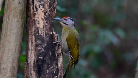 The-Grey-headed-Woodpecker-is-also-called-the-Grey-faced-woodpecker-is-found-in-a-lot-of-national-parks-in-Thailand-and-it-is-very-particular-in-choosing-its-habitat-in-order-for-it-to-thrive