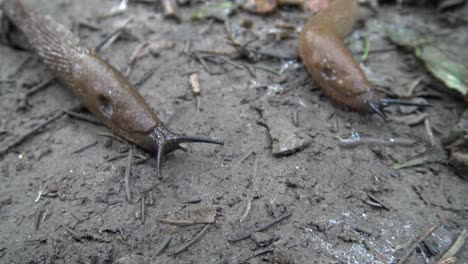 Two-brown-slugs-crawling-along-on-the-forest-ground