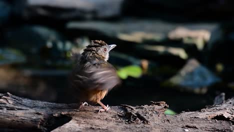 The-Abbot’s-Babbler-is-found-in-the-Himalayas-to-South-Asia-and-the-Southeast-Asia
