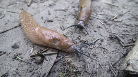 Two-brown-slugs-meeting-and-kissing-on-the-forest-ground