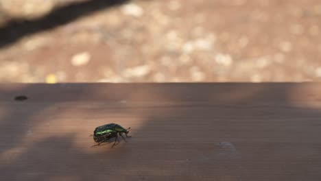 Grüner-Käfer,-Der-Einen-Holztisch-Abhebt-Und-In-Einen-Sonnigen-Tag-Fliegt