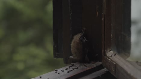 Bat-sleeping-on-a-window-frame,-close-up