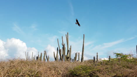 A-bird-of-prey-is-flying-away-form-a-cactus