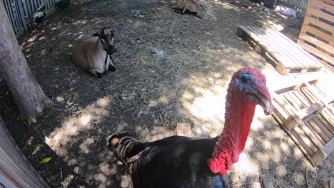 A-turkey-attacking-the-the-camera