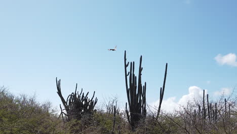 Ein-Lokaler-Curaçao-Vogel,-Der-Von-Einem-Kaktus-Abhebt
