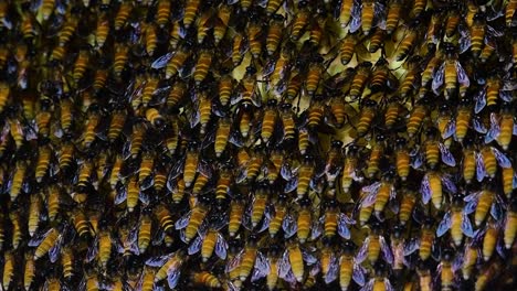 Giant-Honey-Bees-are-known-to-build-large-colonies-of-nest-with-symmetrical-pockets-made-of-wax-for-them-to-store-honey-as-their-food-source