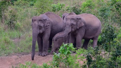 Die-Asiatischen-Elefanten-Sind-Vom-Aussterben-Bedroht-Und-Sie-Sind-Auch-In-Thailand-Beheimatet