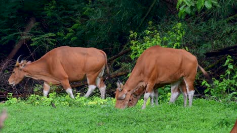 The-Banteng-or-Tembadau,-is-a-wild-cattle-found-in-the-Southeast-Asia-and-extinct-to-some-countries