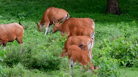 The-Banteng-or-Tembadau,-is-a-wild-cattle-found-in-the-Southeast-Asia-and-extinct-to-some-countries