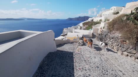 Many-dogs-running-on-the-streets-of-Oia,-Santorini,-Greece
