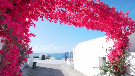Pink-flowers-on-the-streets-of-Oia,-Santorini