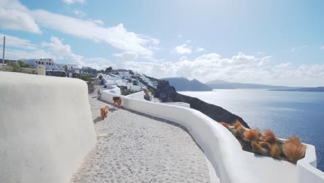 Dogs-walking-on-the-streets-of-Oia,-Santorini,-Greece