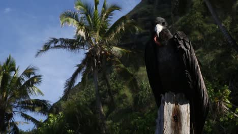 Nähere-Ansicht-Des-Sturmvogels-Auf-Der-Pitcairninsel