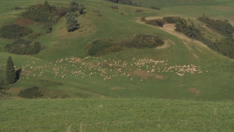 A-flock-of-sheep-on-the-grass-eating-and-following-sheep-shepherd