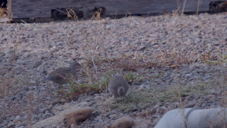 Two-baby-California-Quail-chicks-looking-for-food-in-an-industrial-setting-junk-yard-in-slow-motion