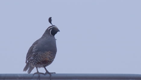 Close-up-of-male-California-Quail-looking-around-in-slow-motion
