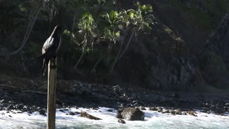 Pájaro-En-El-Poste-En-La-Isla-Pitcairn