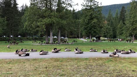 Flock-of-canada-goose-resting-on-road-in-Golden-ears-park,-Maple-Ridge,-BC,-Canada