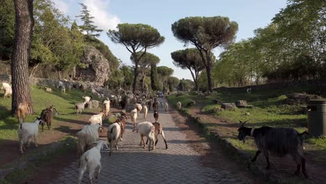 Camine-Por-La-Vía-Apia-En-Roma-Junto-Con-Un-Rebaño-De-Ovejas-Y-Cabras-En-Un-Día-Soleado