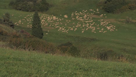 Eine-Herde-Schafe-Auf-Dem-Gras,-Die-Schafhirten-Fressen-Und-Folgen