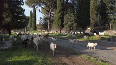 Camine-Por-La-Vía-Apia-En-Roma-Junto-Con-Un-Rebaño-De-Ovejas-Y-Cabras-En-Un-Día-Soleado