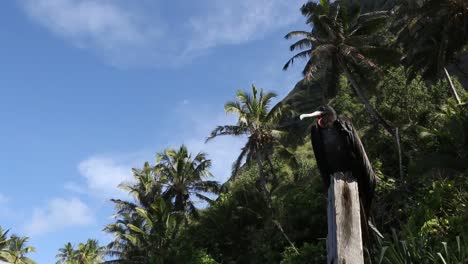 Vogel-Auf-Der-Pitcairninsel.-Sturmvogel