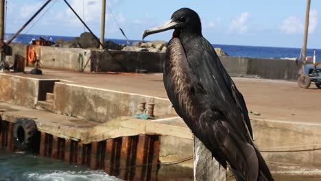 Sturmvogel-Auf-Der-Pitcairninsel-Schau-Dich-Um