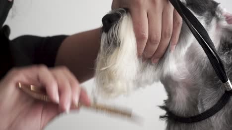 Miniature-Schnauzer-has-face-fur-combed-by-dog-groomer