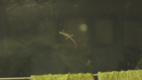 Small-gecko-walks-and-hunt-on-dirty-window