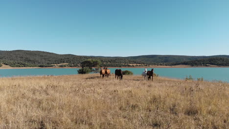Herd-of-wild-horses-grazing-a-mediterranean-meadow-near-turquoise-lake---Aerial-low-angle-fly-over-shot
