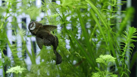 Slowmotion-wide-static-shot-of-an-algae-eater