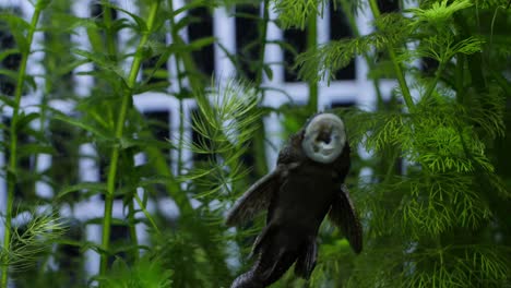 Moving-Slowmotion-wide-shot-of-an-algae-eater