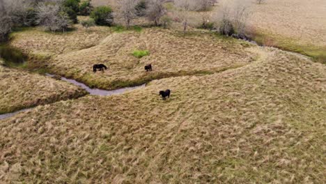 Drone-flying-around-three-horses-on-a-field