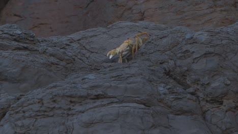 Yellow-crab-walks-backward,-it-is-scared