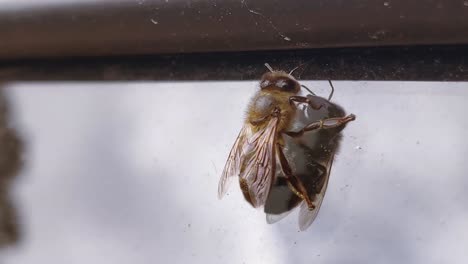 Bee-resting-on-car-glass