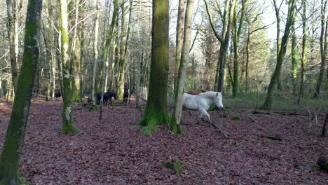 A-group-of-wild-horses-walking-through-the-new-forest