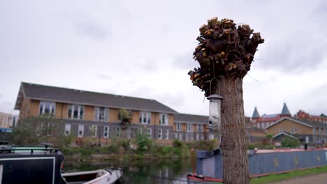 Trimmed-tree-by-the-canal-in-London,-branches-cut-away,-only-the-trunk-left,-birdhouse-swinging-in-the-wind-in-slow-motion,-on-a-cloudy-day