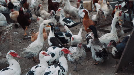 Ein-Bauer,-Der-Auf-Einer-Öko-Farm-An-Vielen-Enten-Und-Hühnern-Vorbeikommt