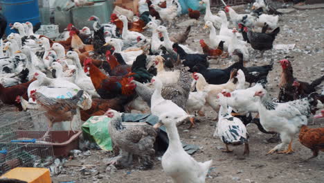 Many-birds---ducks-and-different-types-of-chickens-and-roosters-run-outdoors-in-an-eco-farm