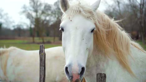 Beautiful-white-horse-looking-straight-at-the-camera,-with-wind-in-the-hair,-in-the-countryside-of-France-on-a-cloudy-day