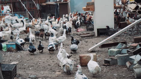 Many-birds---ducks-and-chickens-run-outdoors-in-an-eco-farm