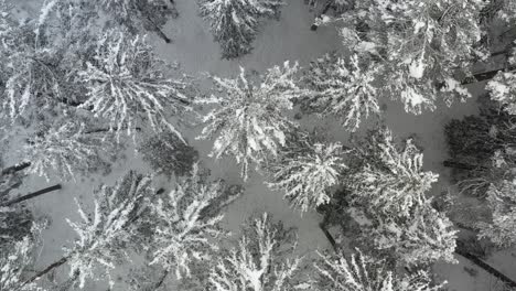 A-drone-slowly-flying-over-a-frosted-pine-forest-with-untouched-nature-surrounding-the-forest-with-beauty-and-grace