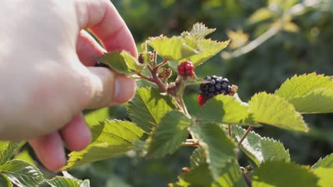 Wider-shot-picking-blackberries-from-backyard-bush,-sunny-sping-time-in-slowmotion
