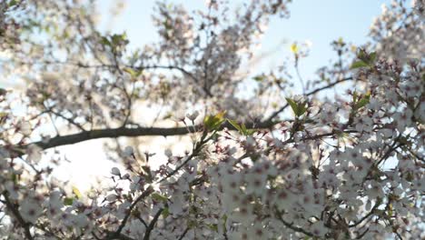 Closeup-view-of-cherry-blossoms-in-Kaunas-Nemunas-island-Park