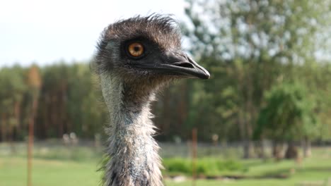 An-ostrich-head-curious-look-at-the-camera